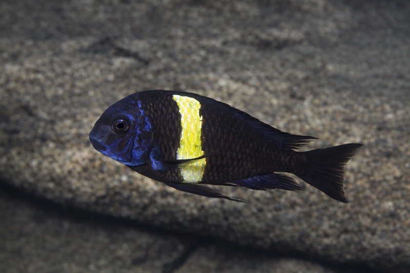 Tropheus duboisi 'Halembe'